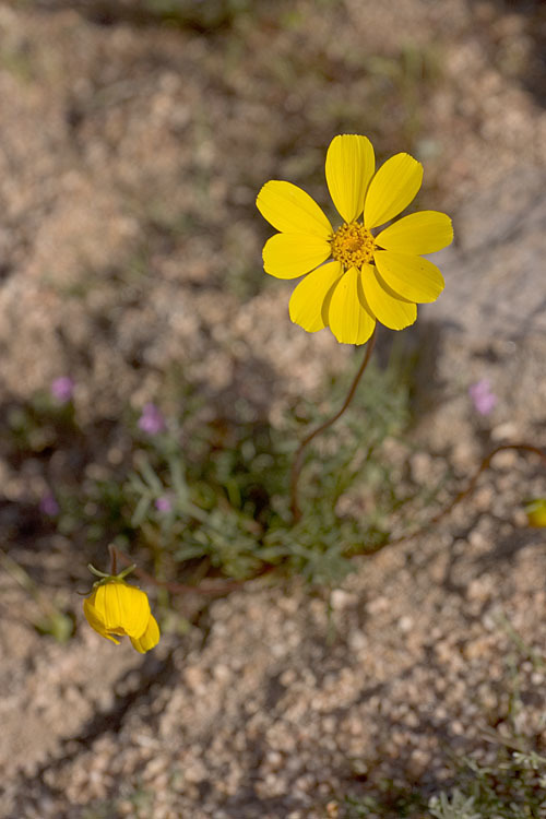 Leptosyne bigelovii (Bigelow coreopsis), native California herb