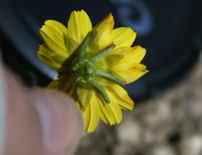 Leptosyne californica (California coreopsis), native California annual