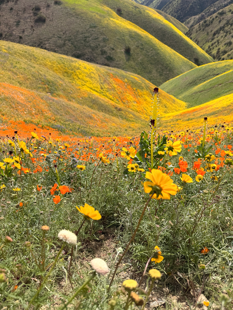 Leptosyne calliopsidea (Leafy stemmed coreopsis), native California herb