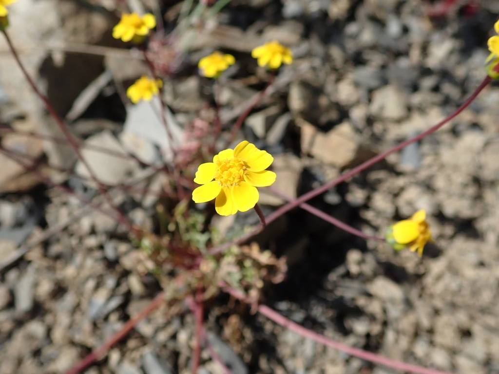 Leptosyne hamiltonii (Mount hamilton tickseed), native California herb