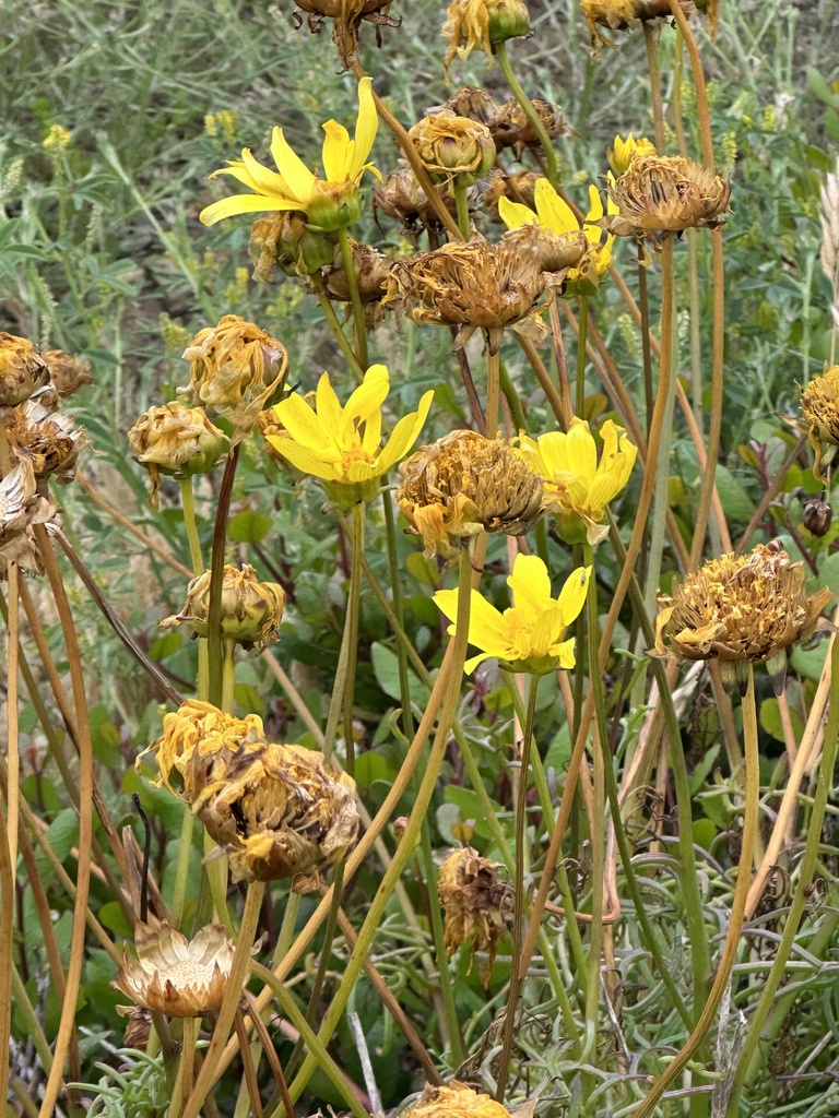 Leptosyne maritima (Sea dahlia), native California shrub