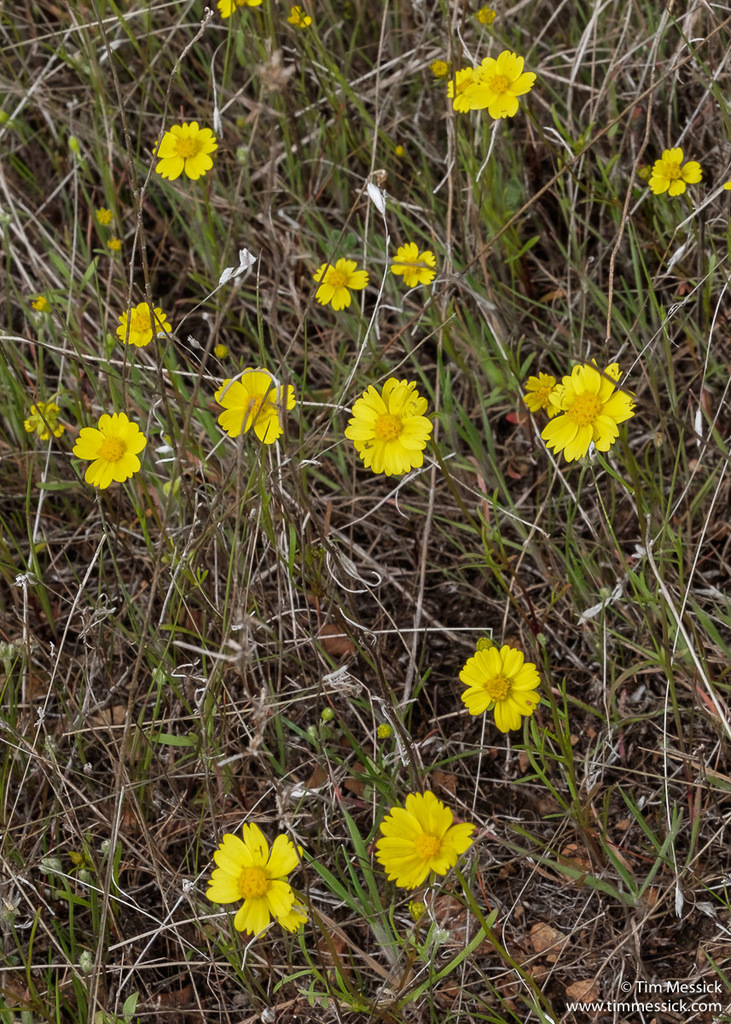 Leptosyne stillmanii (Stillman's coreopsis), native California herb