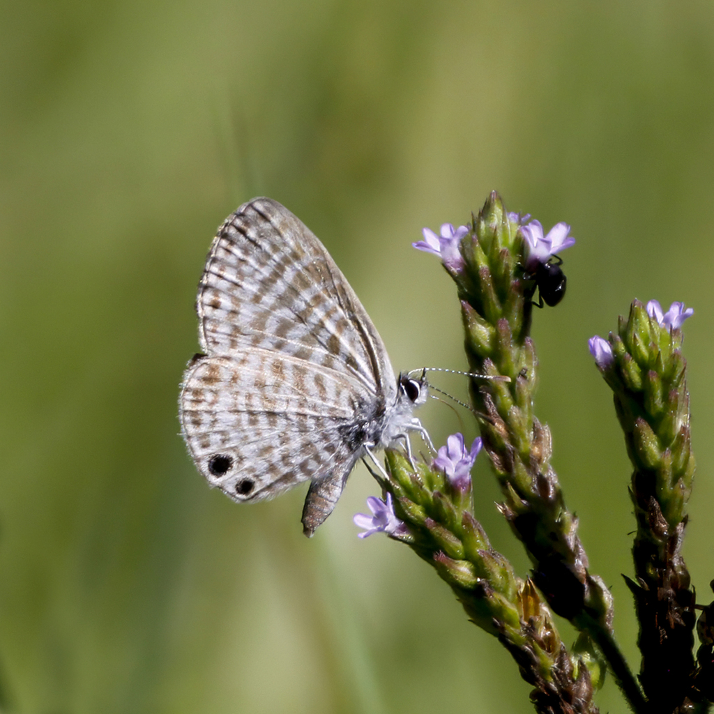 Leptotes marina (Marine Blue), California species