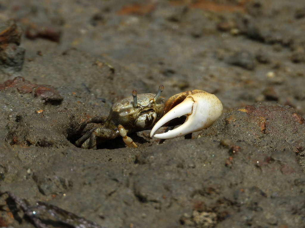 Leptuca crenulata (Mexican Fiddler Crab), California species