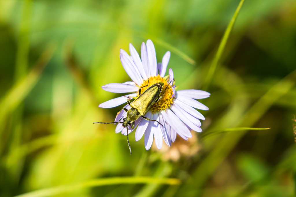 Lepturobosca chrysocoma (Yellow Velvet Beetle), California species