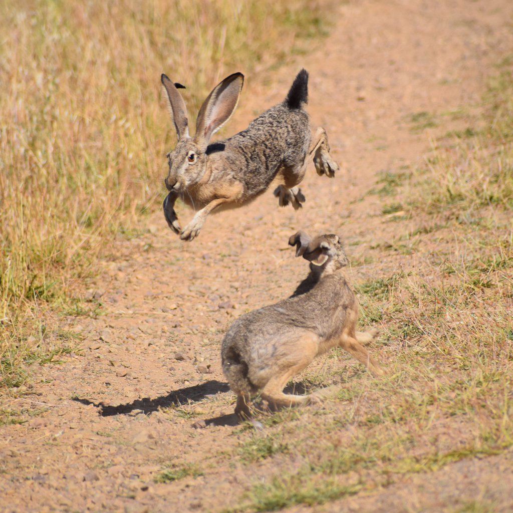 Lepus americanus klamathensis (Oregon Snowshoe Hare), California species