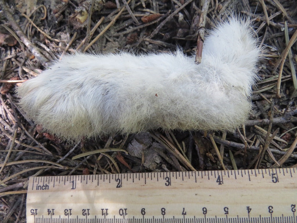 Lepus americanus tahoensis (Sierra Nevada Snowshoe Hare), California species