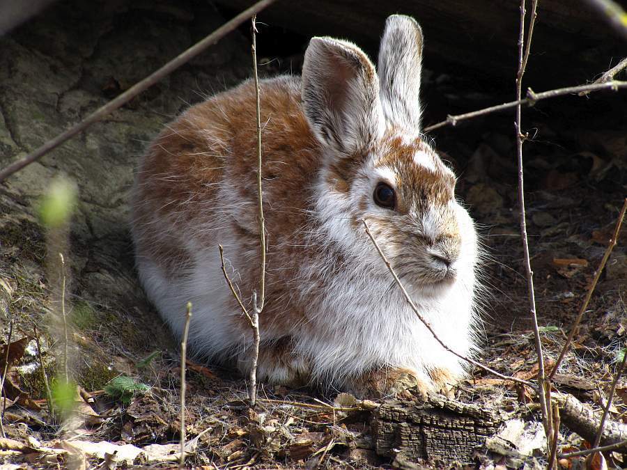 Lepus americanus (Snowshoe Hare), California species