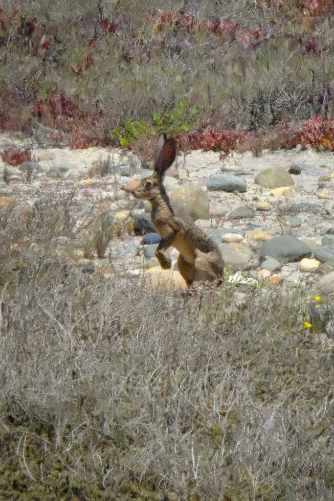Lepus californicus bennettii (San Diego Black-tailed Jackrabbit), California species