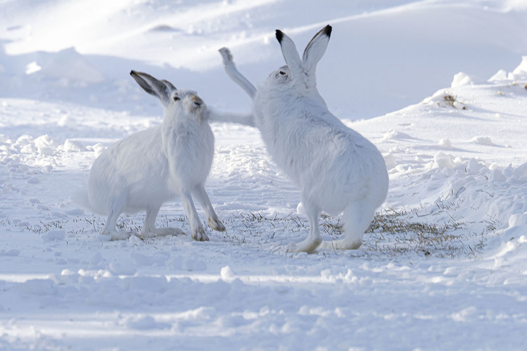 Lepus townsendii (White-tailed Jackrabbit), California species