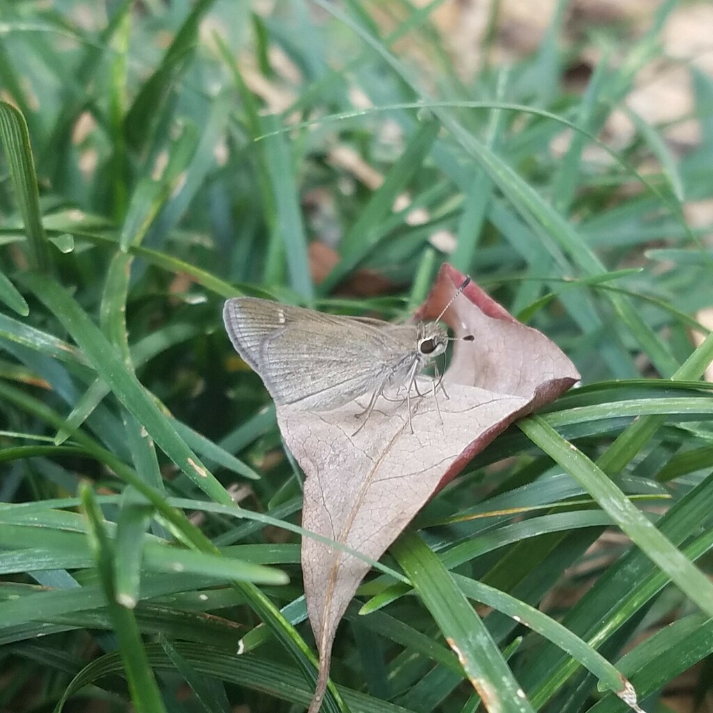 Lerodea eufala (Eufala Skipper), California species
