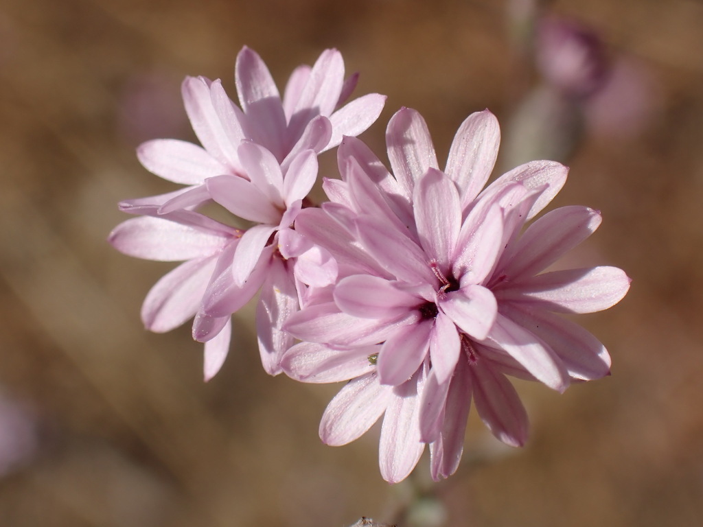 Lessingia arachnoidea (Crystal springs lessingia), native California herb