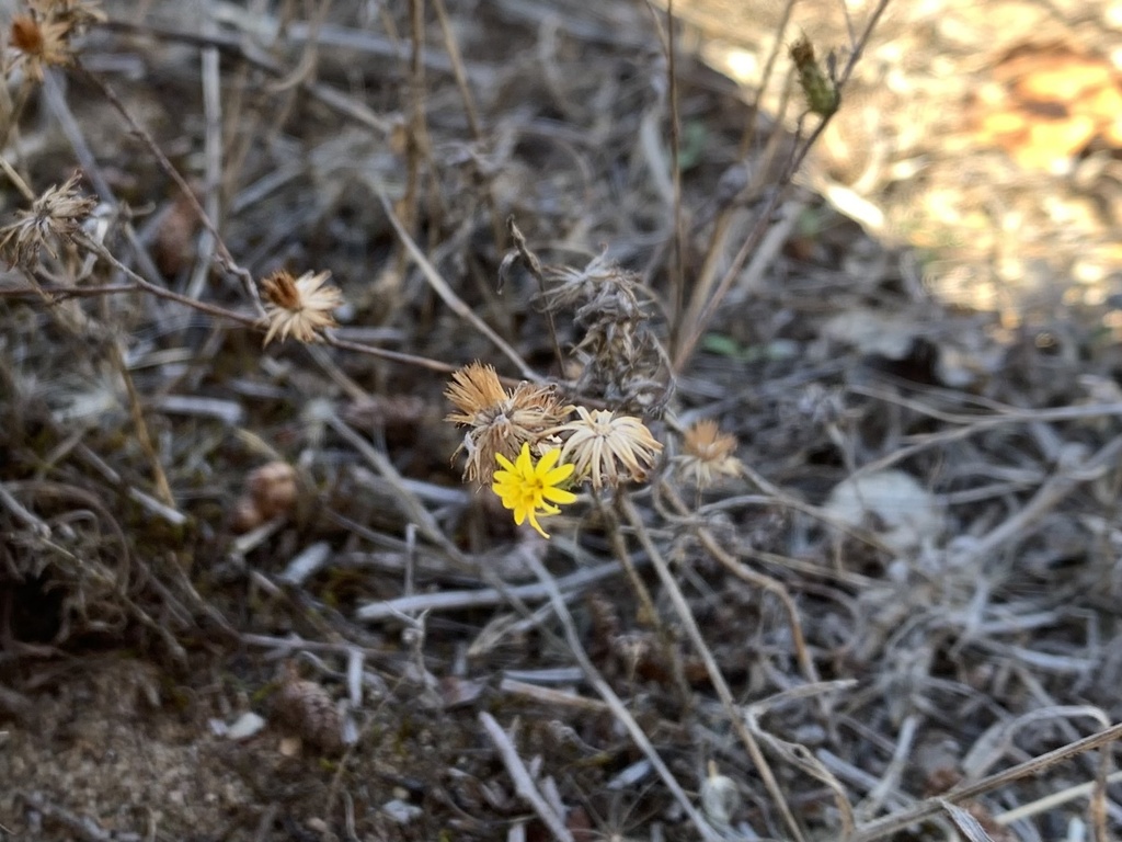 Lessingia germanorum (San francisco lessingia), native California herb