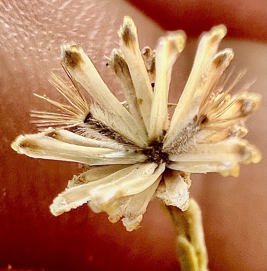 Lessingia glandulifera — parent species of Lessingia glandulifera var. glandulifera