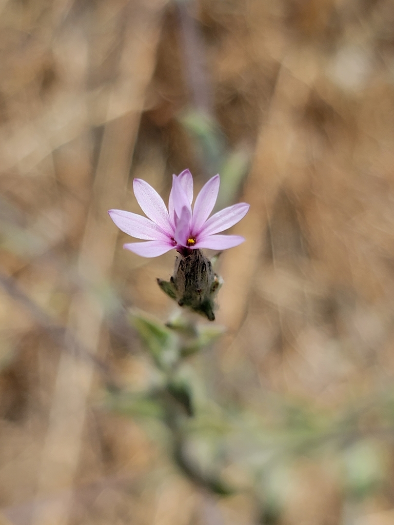 Lessingia hololeuca (Woolly-headed lessingia), native California herb