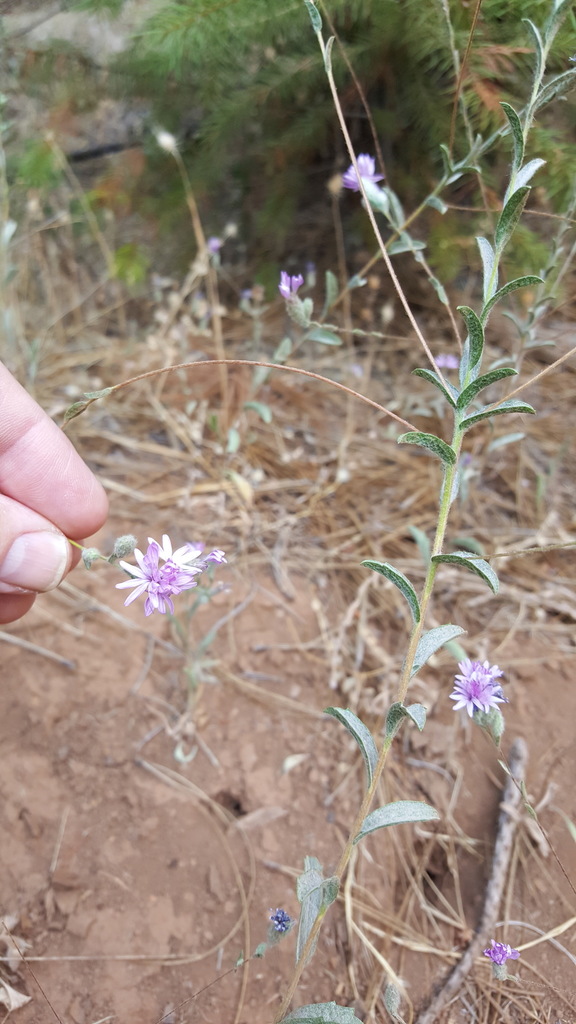 Lessingia leptoclada (Sierra lessingia), native California herb