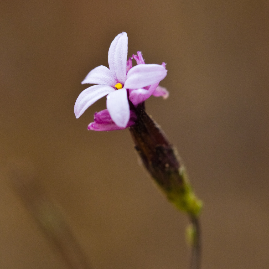 Lessingia micradenia var. glabrata (Smooth lessingia), native California herb