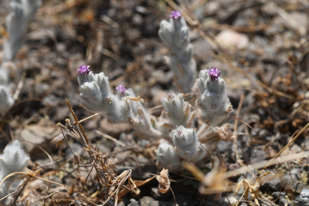 Lessingia nana (Dwarf lessingia), native California herb