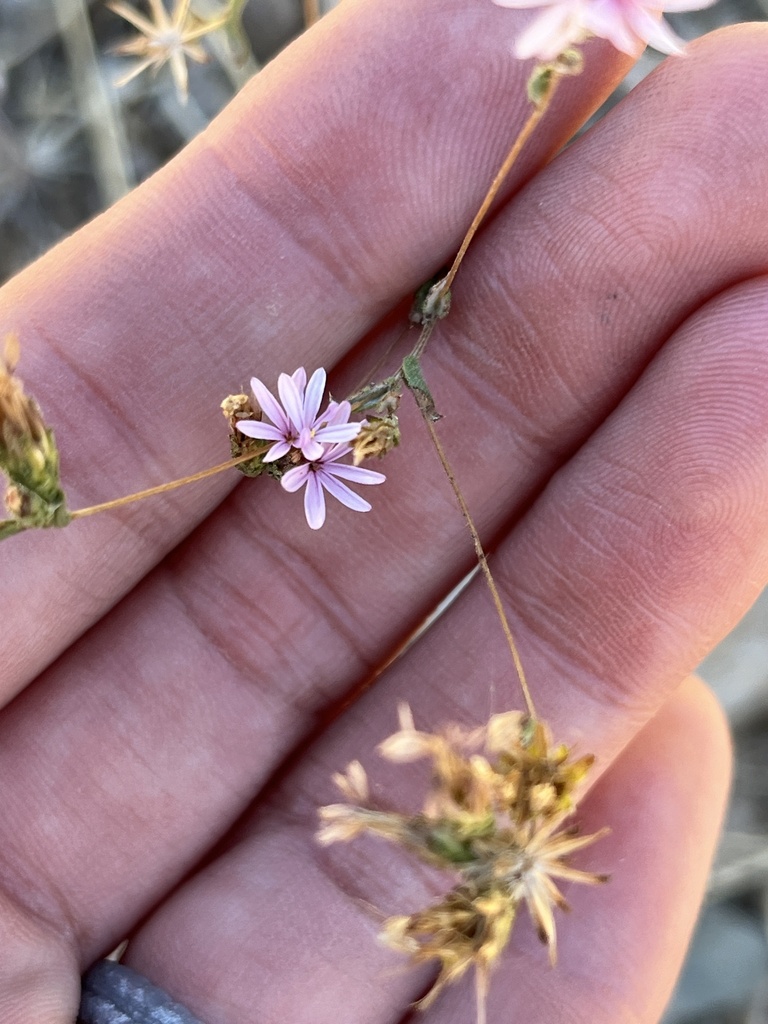 Lessingia nemaclada (Slender stemmed lessingia), native California herb