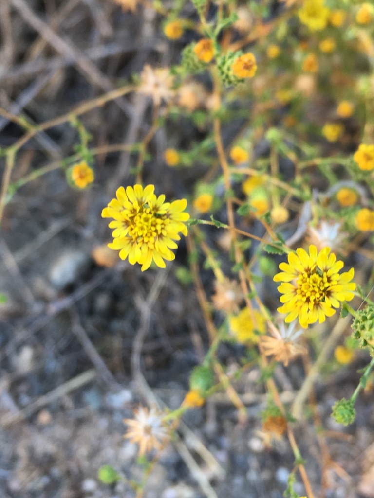 Lessingia pectinata — parent species of Lessingia pectinata var. tenuipes