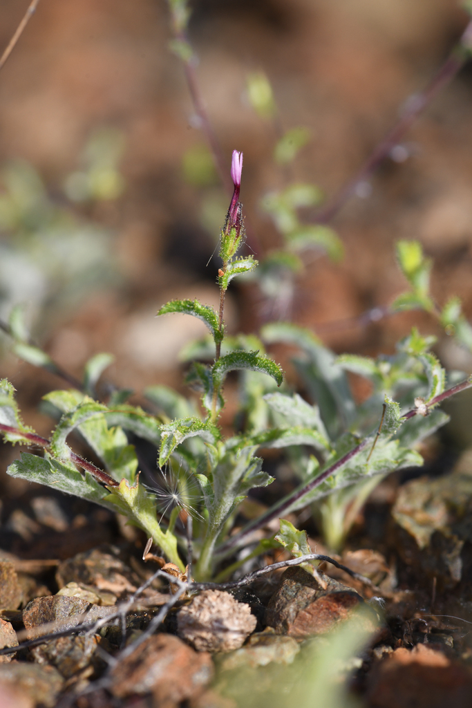 Lessingia ramulosa (Sonoma lessingia), native California herb