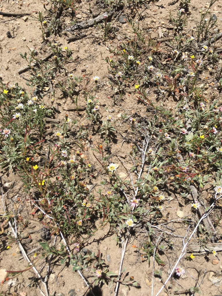 Lessingia tenuis (Spring lessingia), native California herb