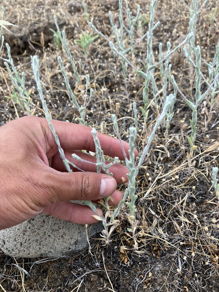 Lessingia virgata (Wand lessingia), native California herb