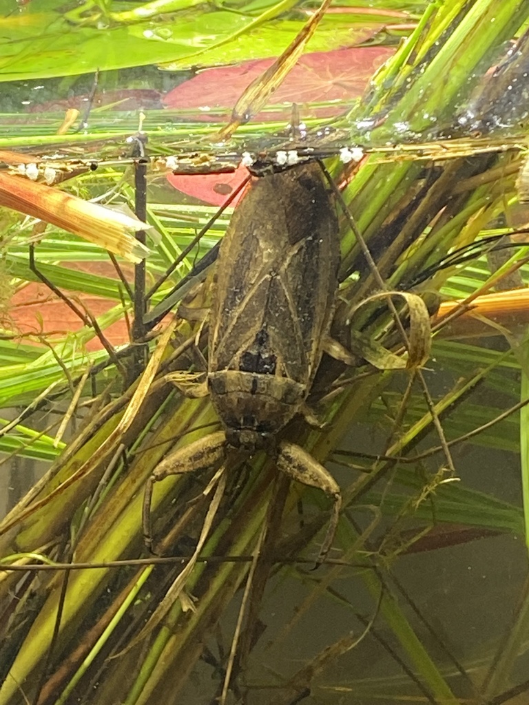 Lethocerus americanus (American Giant Water Bug), California species