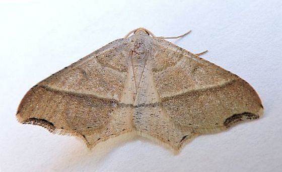 Letispe metanemaria (Metanemaria Moth), California species