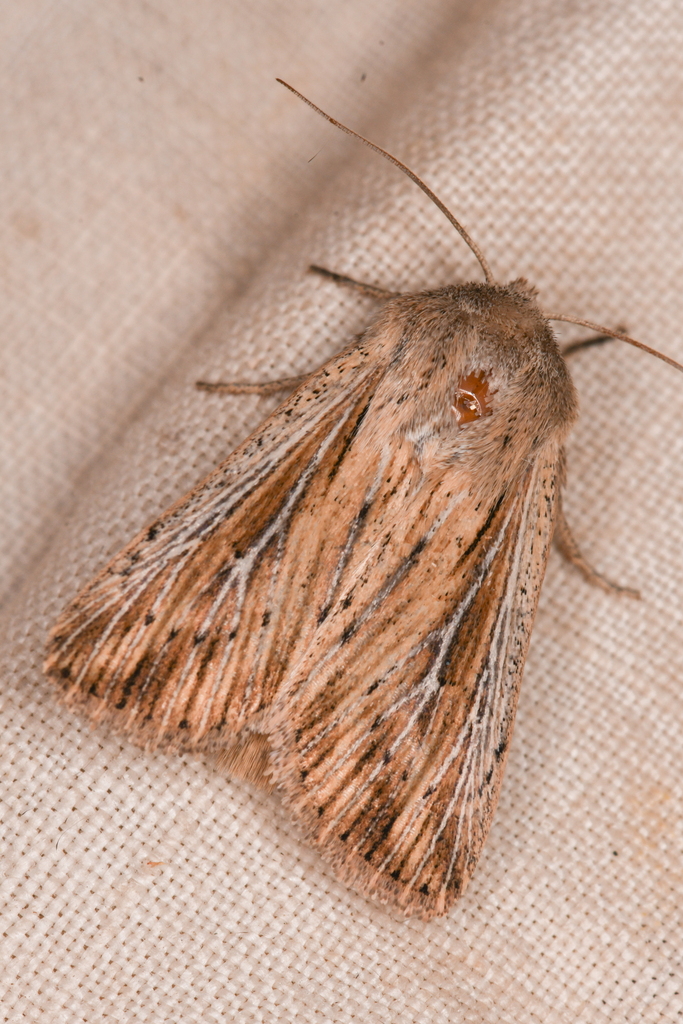 Leucania dia, California species