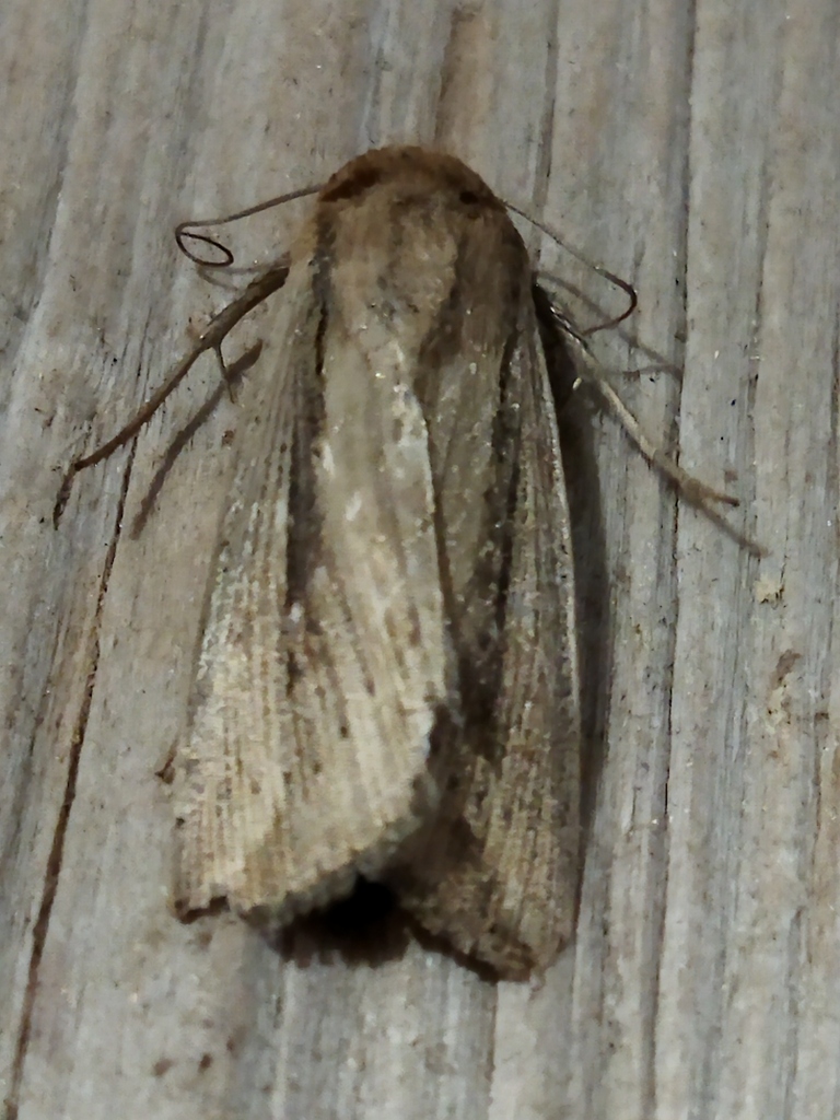 Leucania oregona (Oregon Wainscot), California species