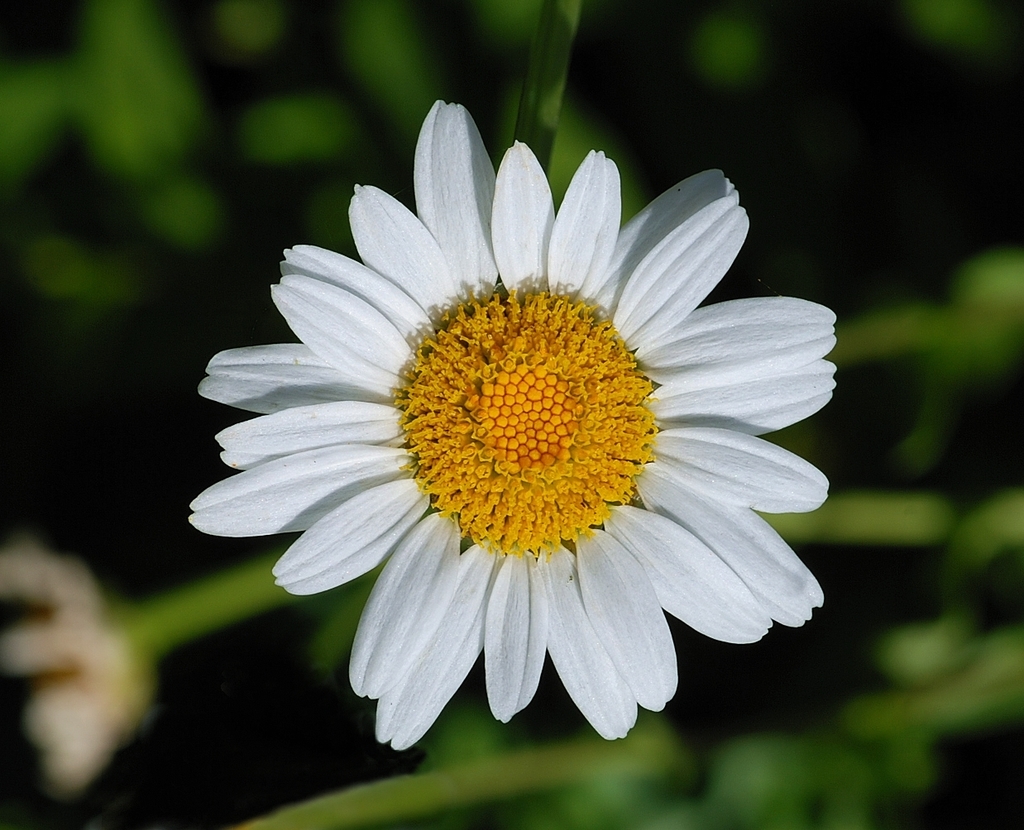 Leucanthemum lacustre (Portuguese daisy), non-native California herb