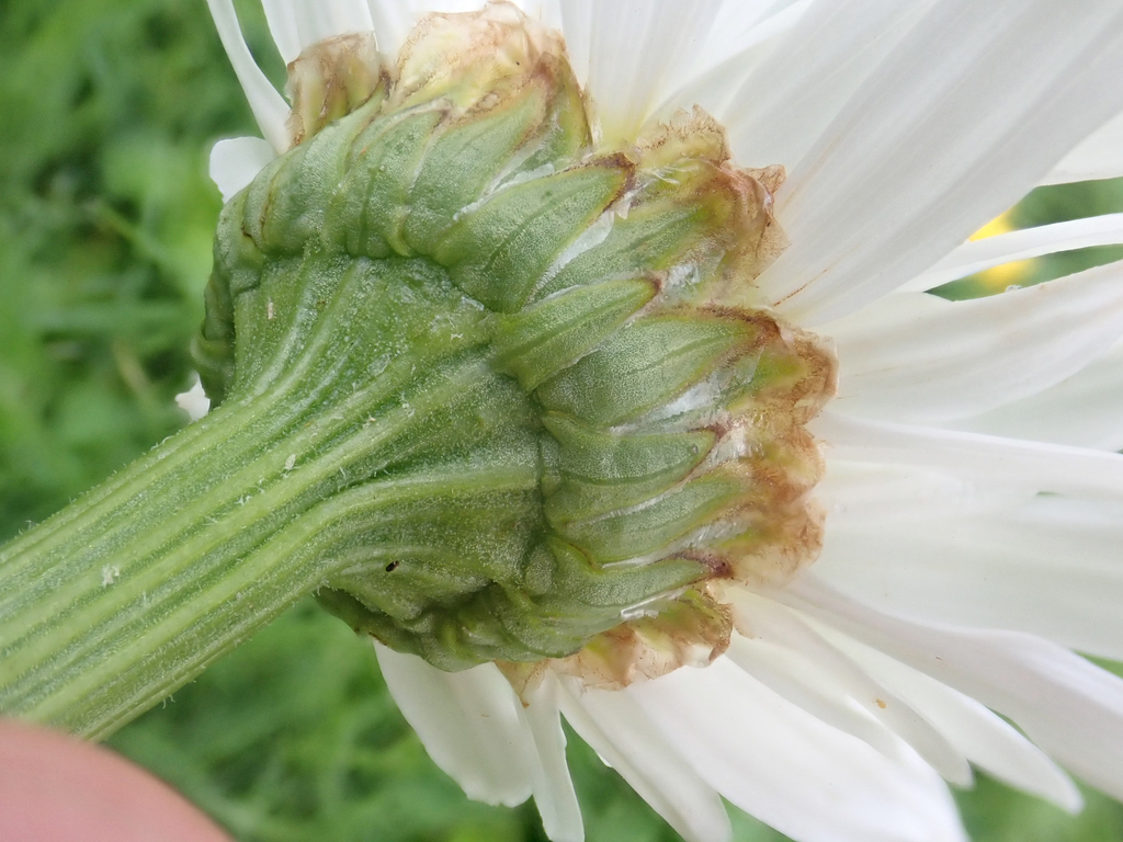Leucanthemum maximum (Shasta daisy), non-native California herb