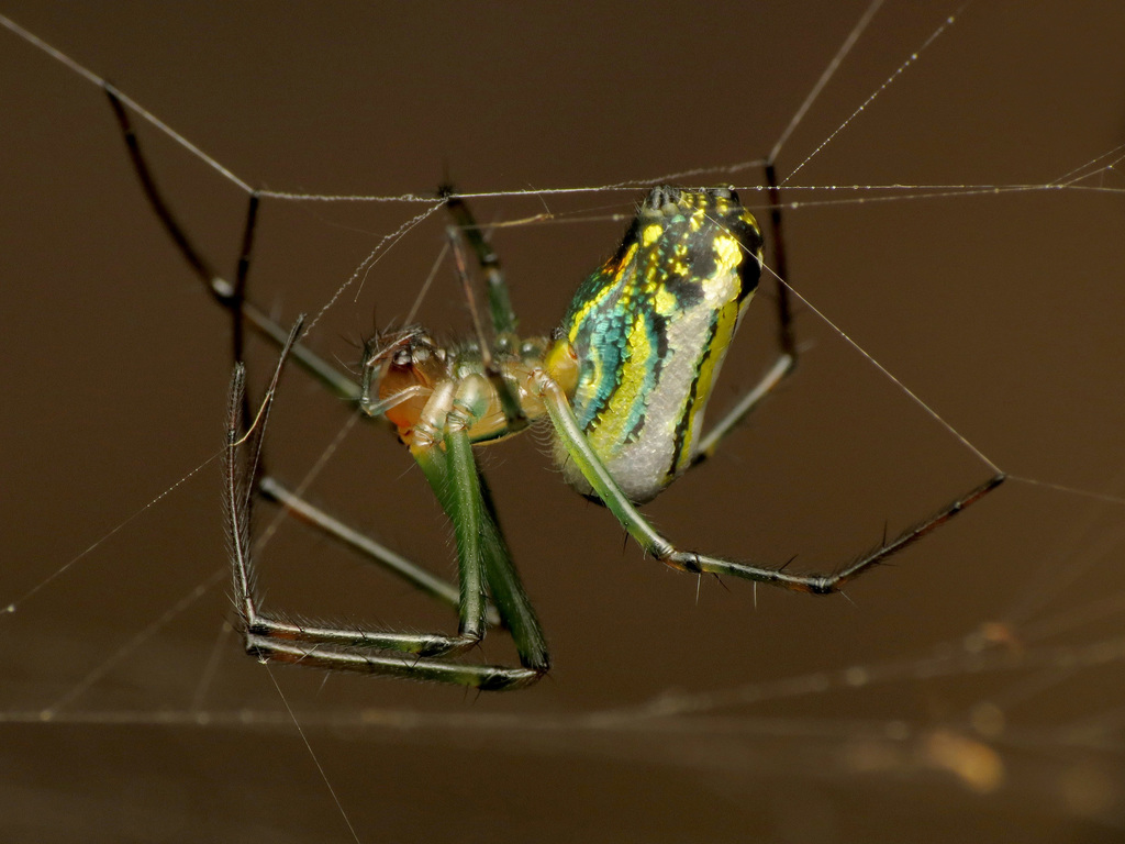Leucauge venusta (Orchard Orbweaver), California species