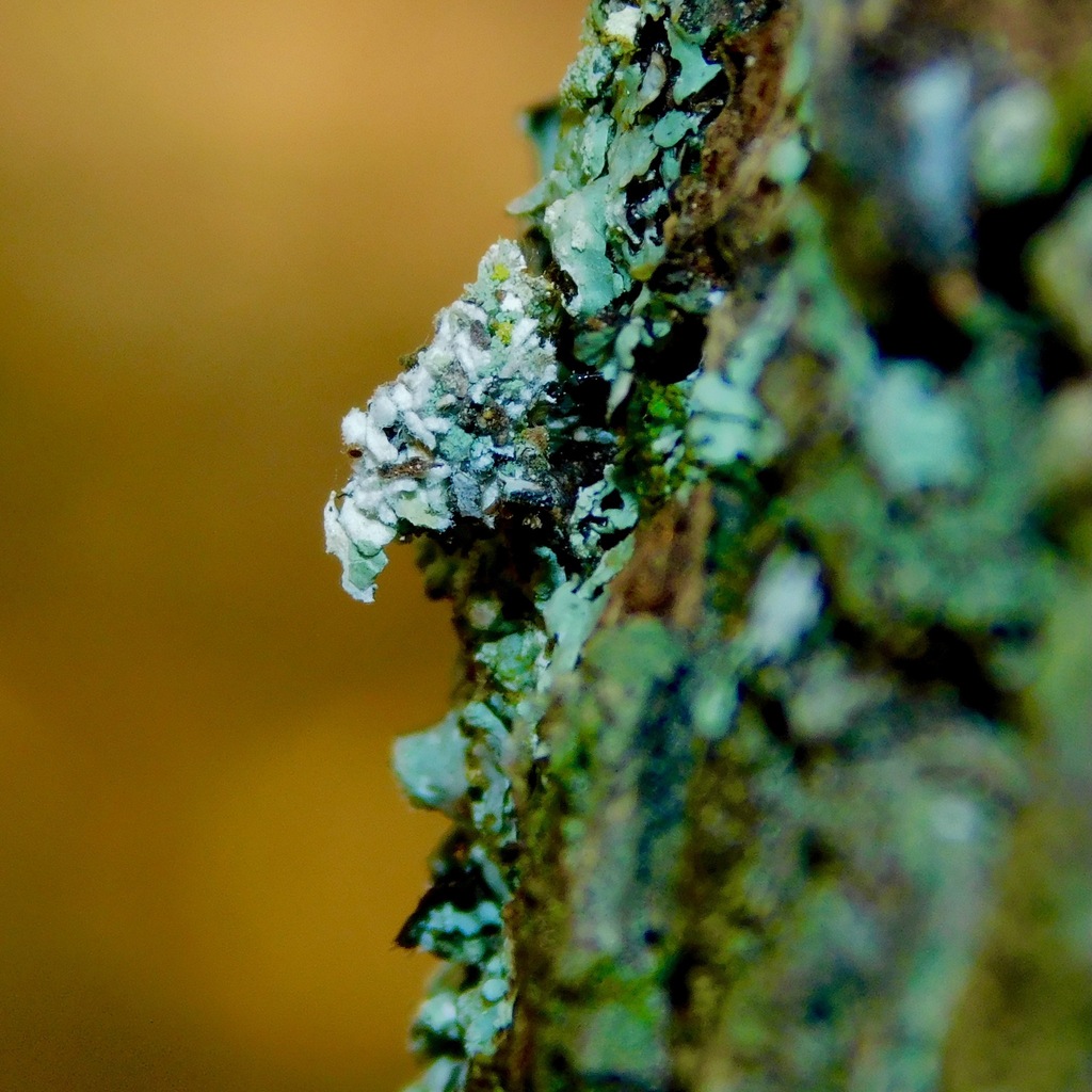 Leucochrysa pavida (Lichen-carrying Green Lacewing), California species