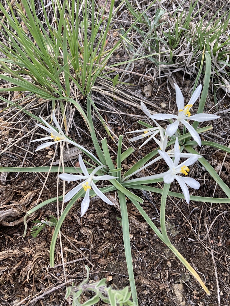 Leucocrinum montanum (Common starlily), native California herb