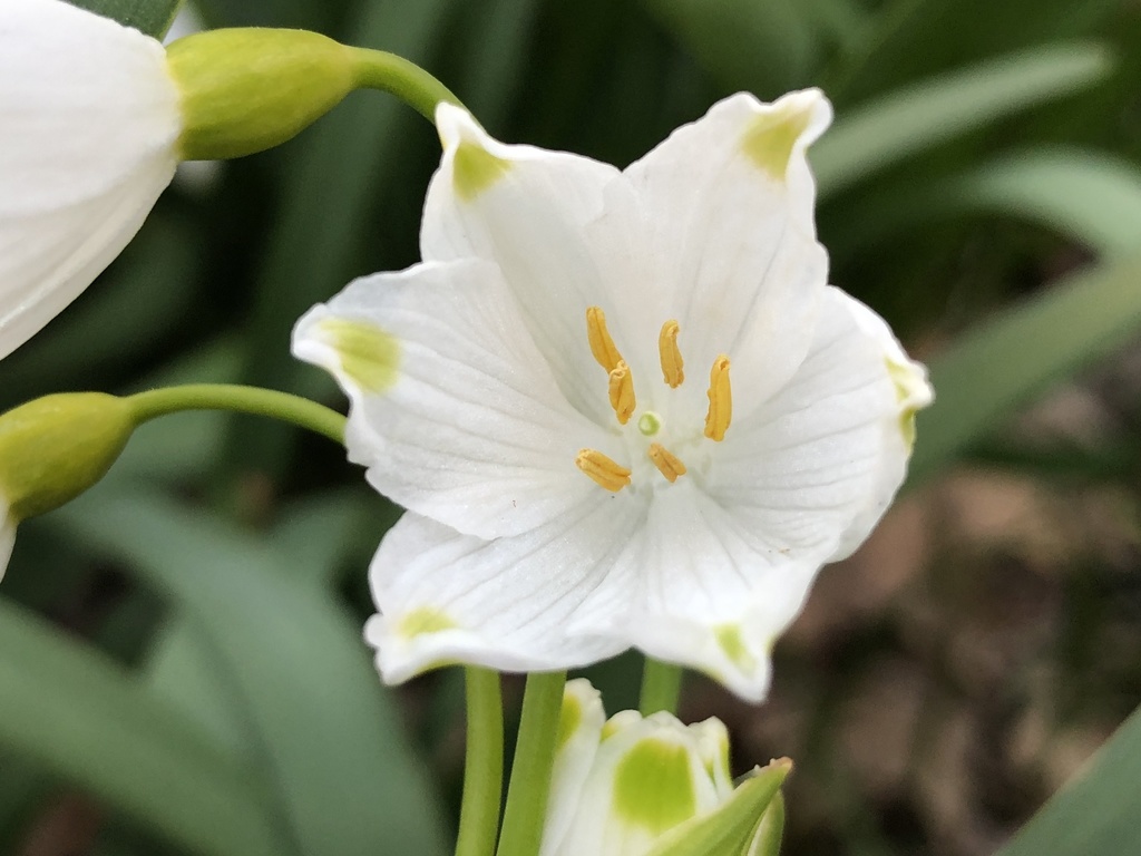 Leucojum aestivum (Snowflake), non-native California herb