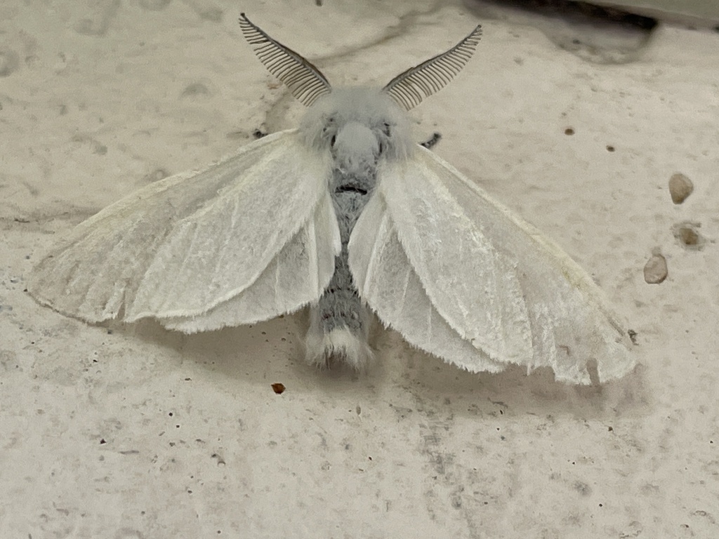 Leucoma salicis (White Satin Moth), California species