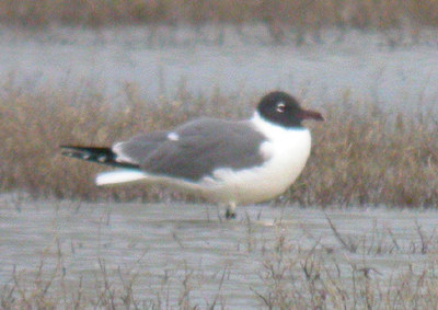 Leucophaeus atricilla (Laughing Gull), California species