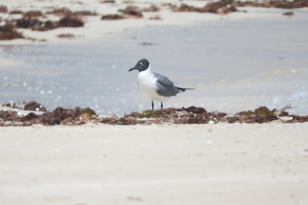 Leucophaeus pipixcan (Franklin's Gull), California species