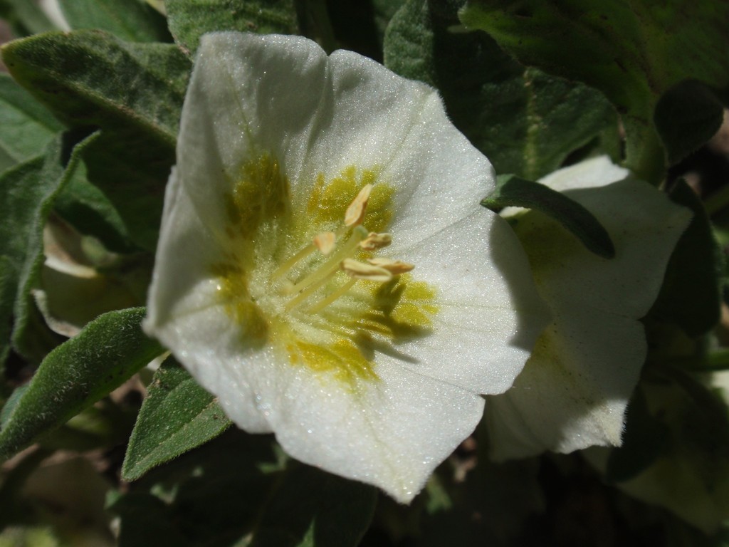 Leucophysalis nana (Dwarf leucophysalis), native California herb