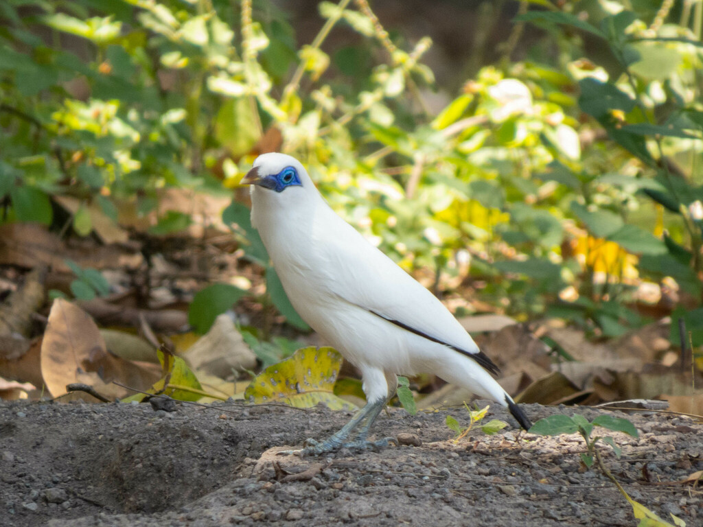 Leucopsar rothschildi (Bali Myna), California species
