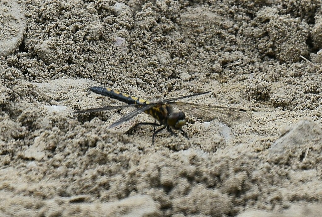Leucorrhinia hudsonica (Hudsonian Whiteface), California species