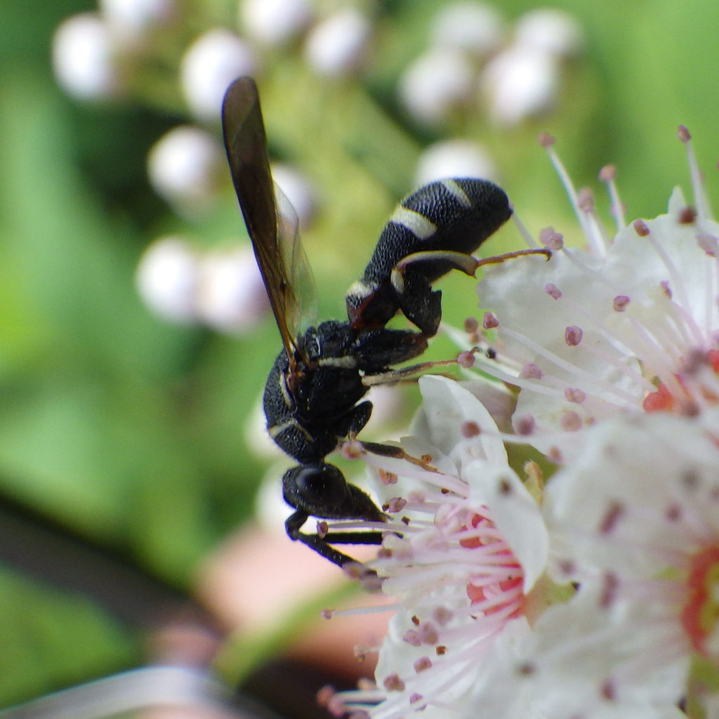 Leucospis affinis, California species