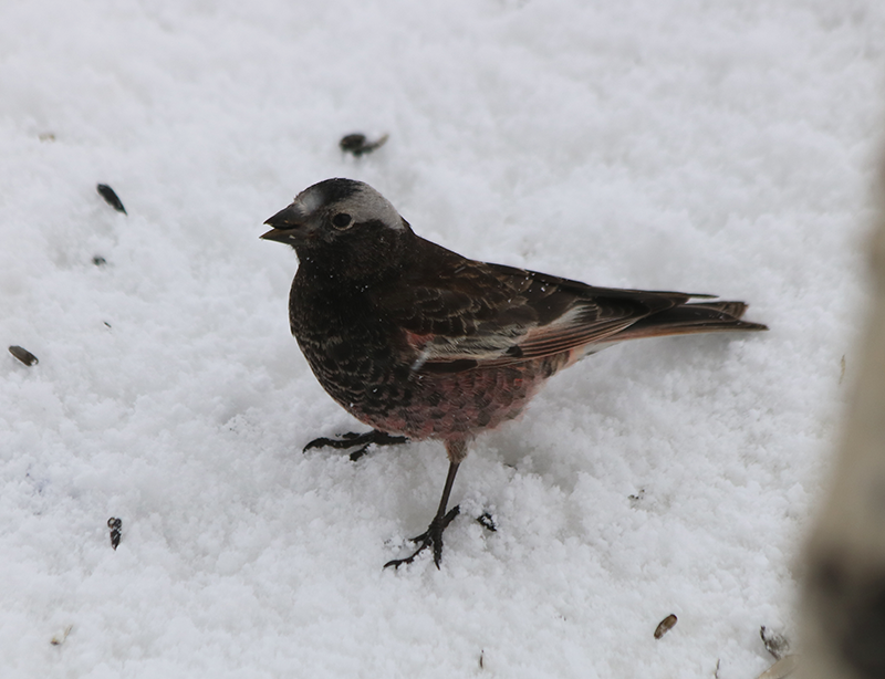 Leucosticte atrata (Black Rosy-Finch), California species