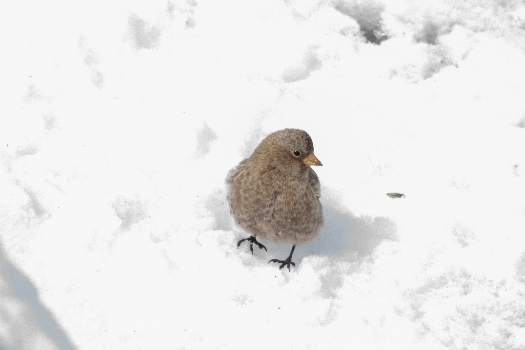 Leucosticte australis (Brown-capped Rosy-Finch), California species