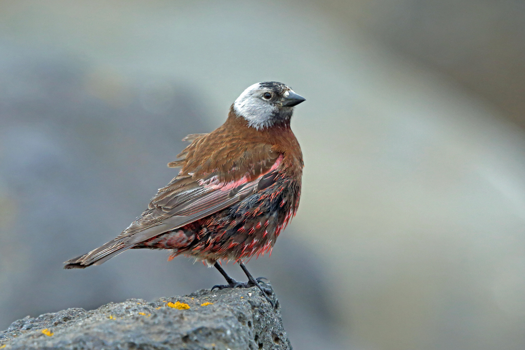 Leucosticte tephrocotis (Gray-crowned Rosy-Finch), California species