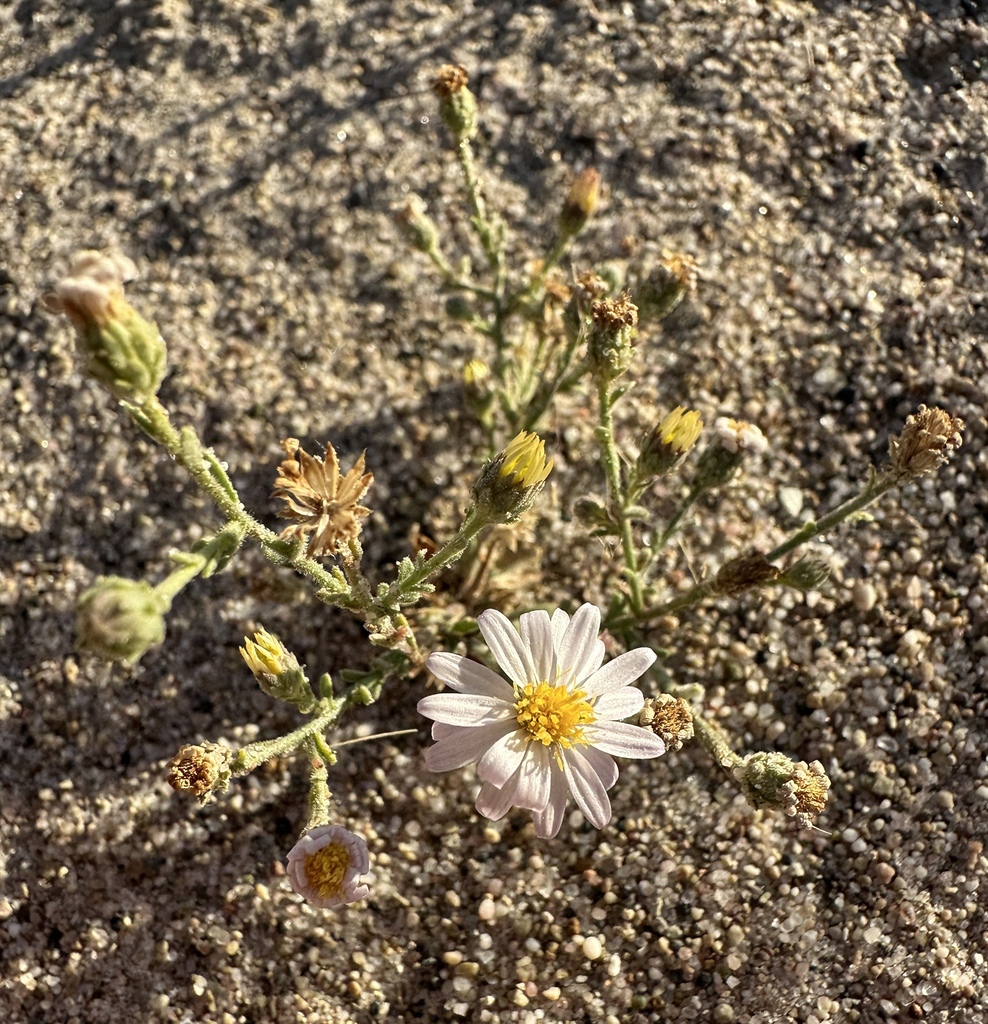 Leucosyris arida (Silver lake daisy), native California herb