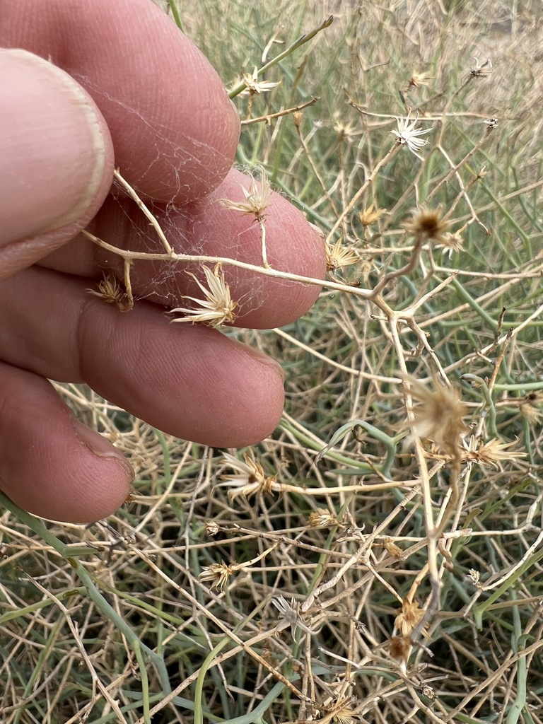 Leucosyris carnosa (Shrubby alkali aster), native California shrub