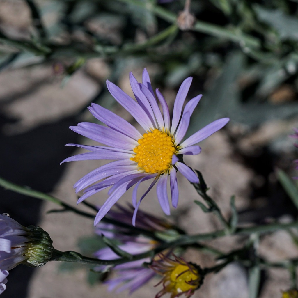 Leucosyris sp., native California perennial